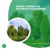 Новое о проектах лесовосстановления